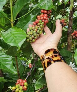 Alternative view of Premium Samāori Blend - Signature